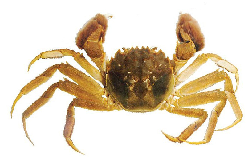 Image of Eriocheir sinensis